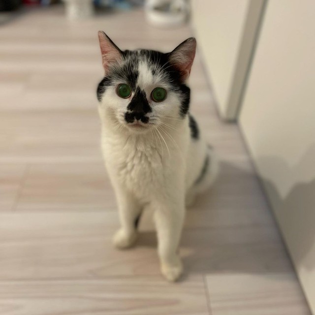 お家に来た頃、最初から人懐っこかった。