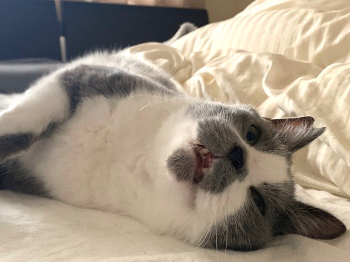 体調が悪い時はベッドにいる時間が長くなるくまお