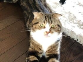 ひとしきり遊んだらこのポーズでクールダウン　高い場所が大好きなミックス猫「まろ」