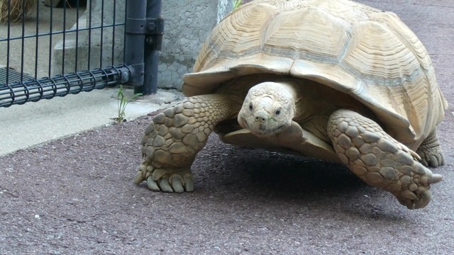 ケヅメリクガメ 2023.8