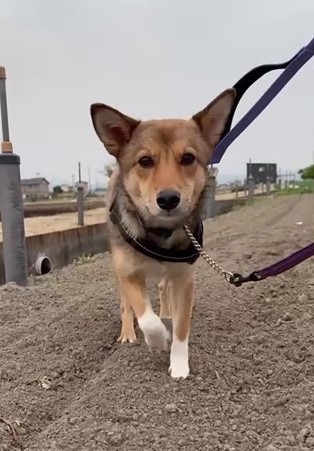 蓮ちゃん、お散歩も上手になりました！（ご家族より提供）