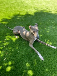 スレンダーな体つきが素敵なプットくん（画像提供：プットさん）