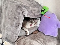 朝、大きなあくびをしながら飼い主さんを見つめるちくわくん（画像提供：やくまろさん）