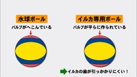 工夫を凝らしたイルカ専用ボール