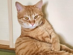 デパートの譲渡会で出会った子猫　家族を和ませる大きな存在に