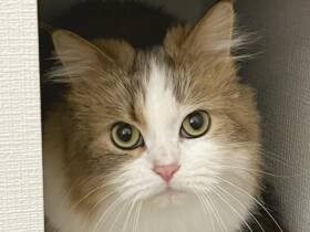 自分のお尻をかいで「くさっ」！？　幸福と爆笑をもたらすミヌエット「シャルル」