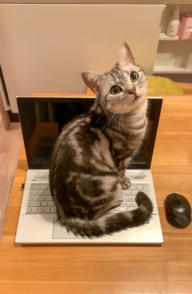 PCの上に座ってしまうことも（画像提供：あんこともなか 充電ねこさん）
