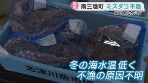 タコの名産地　宮城・南三陸町で不漁　関係者は今後に期待