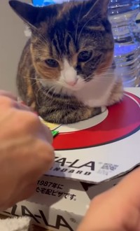 もしや、あったかい？ 宅配されたピザの箱の上に乗る猫さんが話題に（飼い主さん提供、Instagramよりキャプチャ撮影）