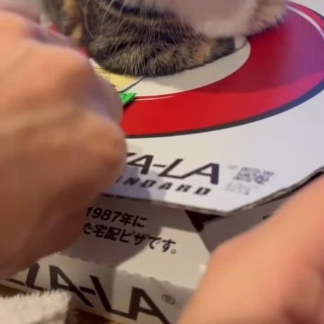 もしや、あったかい？ 宅配されたピザの箱の上に乗る猫さんが話題に（飼い主さん提供、Instagramよりキャプチャ撮影）