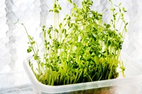 「豆苗がうまく再生しない…」　実は、カットの仕方が原因だった！？※画像はイメージです（kariphoto/stock.adobe.com）