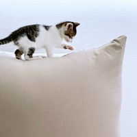 大きなクッション上もなんのその！ ちょこんと乗ったセロイくん（画像提供：パッツン前髪のセロイと弟プランスさん）