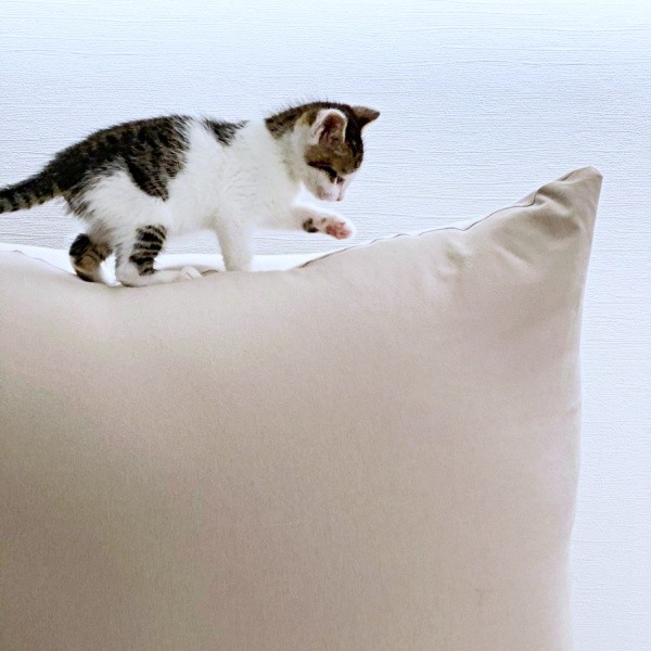 大きなクッション上もなんのその！ ちょこんと乗ったセロイくん（画像提供：パッツン前髪のセロイと弟プランスさん）