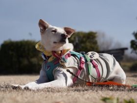 パナソニック保護犬猫譲渡会　いぬ助けから参加予定の犬たち（13）