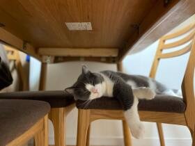 お気に入りの椅子でリラックスにゃ　大型台風の翌日に迎えたブリティッシュの「てん」