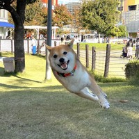 空中斜め走りッ！（画像提供／おまめさん）