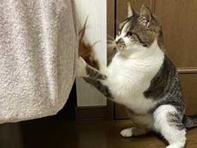 みずから家族を決めて、北海道へ引っ越しもした　元地域猫のキジトラ「ガブリエル」　