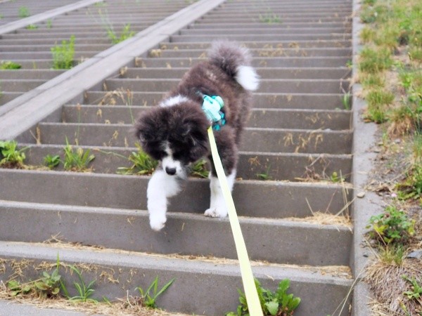 真剣な面持ちで階段をおりるいぬくん（画像提供：@i_n_u_k_u_n）