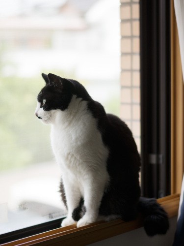 「夏は涼しい北側のこの窓が心地よかった」（小林写函撮影）