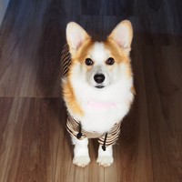 飼い主さんをじっと見つめるぱんちゃん（画像提供：ぱん コーギーさん）