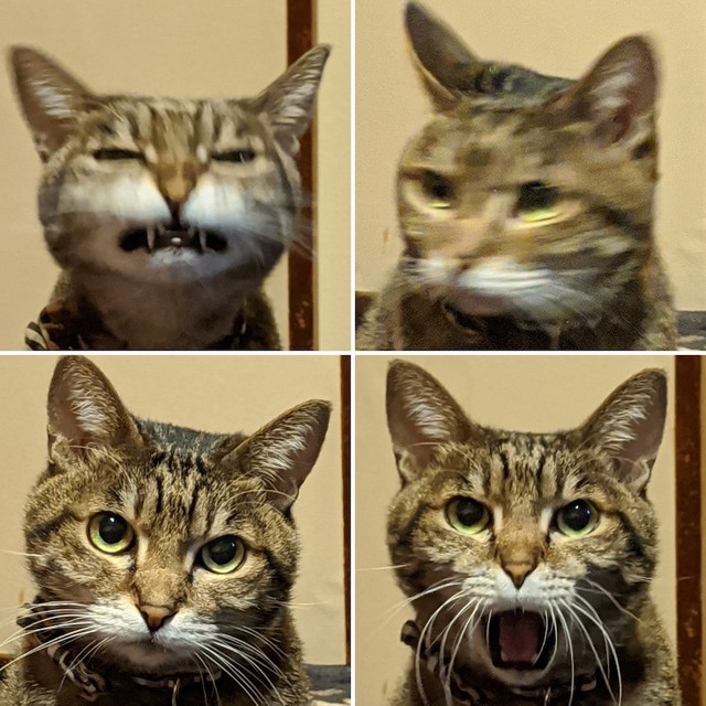 表情豊かなタコスちゃん（提供：いきさん さん）