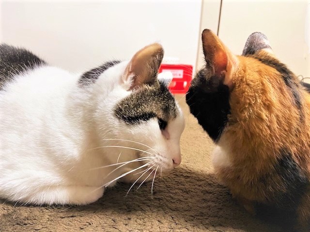 年下のミーナに甘えにいく次郎（奈々さん提供）