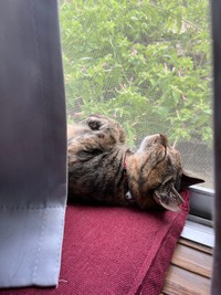 どんな夢をみてるのかな？（おたむさん提供）