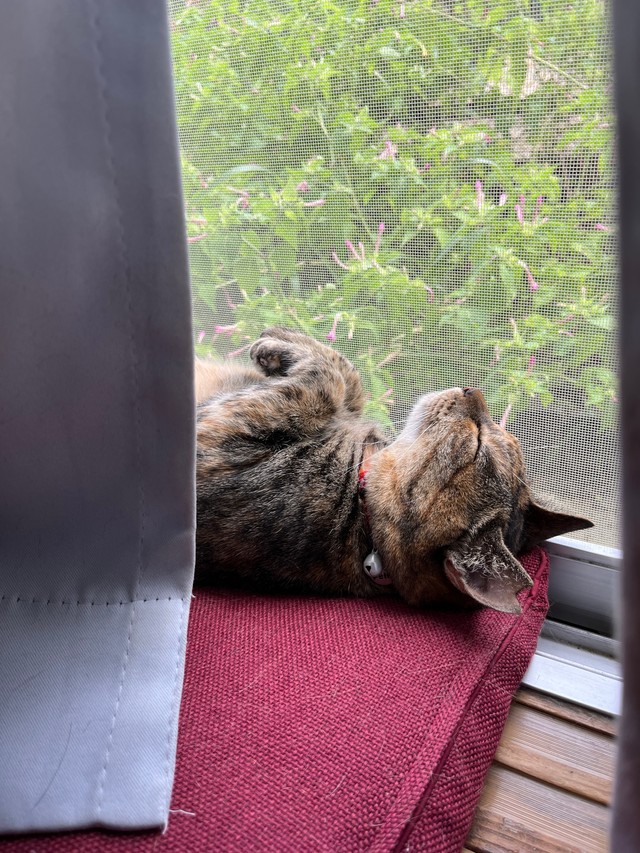 どんな夢をみてるのかな？（おたむさん提供）