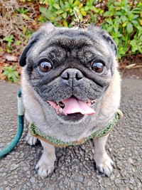 頭に「ひっつき虫」を乗せるとにこにこ笑顔になったシゲちゃん（画像提供：シゲパグさん）