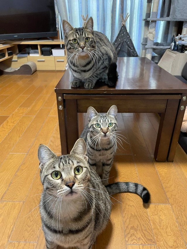 この子たちは３兄弟＝はるとさん@tomeji1106）提供