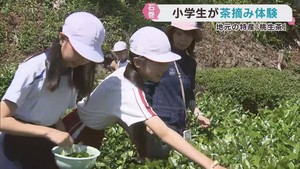 伊達政宗が生産を奨励　桃生茶を児童が茶摘み　宮城・石巻市桃生町