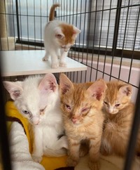 保護した子猫たち。状態が悪い子が多かったという（「ののいち にゃんこのおうち」さん提供）
