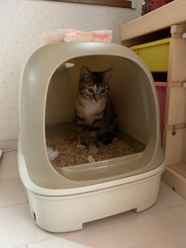 教えるとトイレでできるようになりました