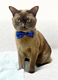 青いリボンがよく似合うクウちゃん（画像提供：Daiさん）