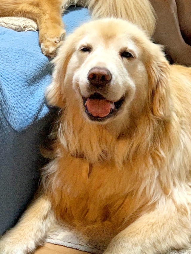 普段はこんなに笑顔がかわいいんです！ 美ワンのノアちゃん（画像提供：えっちゃんさん）