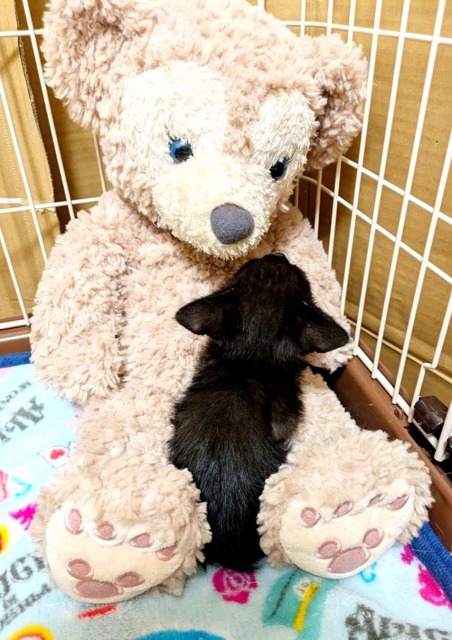 子猫時代、ぬいぐるみに乗って甘えるあんずちゃん（画像提供：きのひとまるさん）