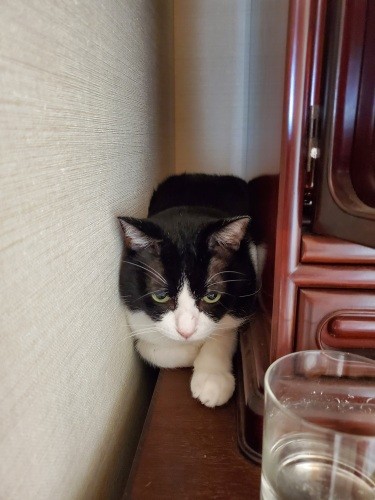 去年、高橋さんが病院に連れていった後にショックを受けて隠れようとしているところ。家に来た当初はこの家具の裏に隠れたようですが、そこを塞いでしまったので隠れきれず。「僕、背中が柿の葉ずしみたいになっちゃったよ」（高橋さん提供）