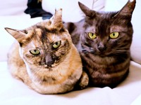 黒猫のシアちゃんとサビ猫のチャビ子ちゃん。寄り添う姿に、母娘ならではの信頼と絆を感じます（画像提供：木綿さん）