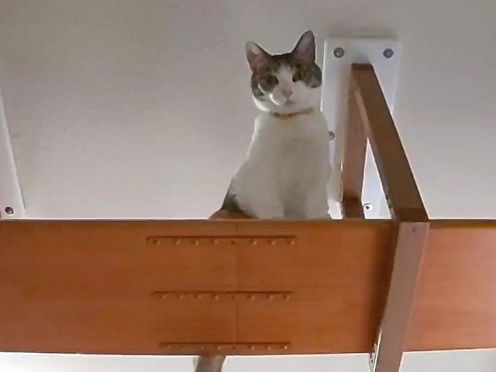 手作りのキャットウォーク