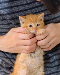 保護した当時、不満げ(笑)