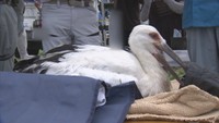香川県まんのう町で生まれた「コウノトリ」のひな