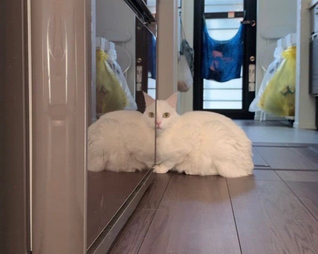 肩幅がやけに広いマッチョな猫だとTwitter上で話題を集めた（ハク様の飼い主さん提供）