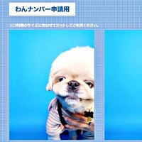 「わんこ専用証明写真」を撮ったらーー渋い顔になったてんてんくん…他の3枚は！？（画像提供：てんてんの毎日さん）