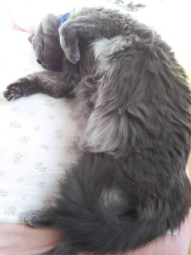 兄妹そろってへそ天をするケースも。これは兄のウイスキー（ゆかりさん提供）