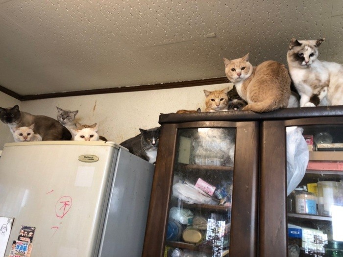 こころがいた多頭飼育崩壊現場（goens提供）