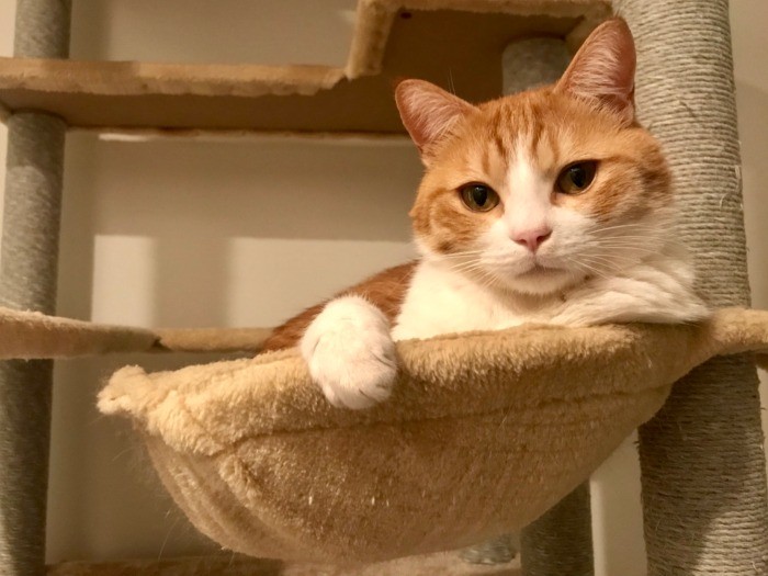 いろんな表情をするのがごろりんの魅力