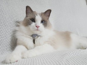 このソファはボクがもらう　一家の大黒柱、ラグドール「セイジ」