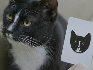 再開発で消えた住民、置いてけぼりの野良猫たちは……映画『猫たちのマンション』