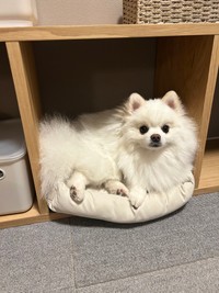 「シェルフに入っていた時」（提供：ポメラニアンの天くん！さん）