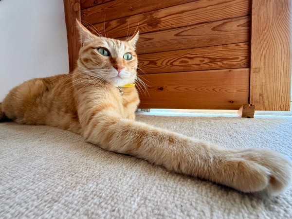 思わず二度見！ 前足がながーいぷりんちゃん（画像提供：ぷりんちゃん𝕏さん）